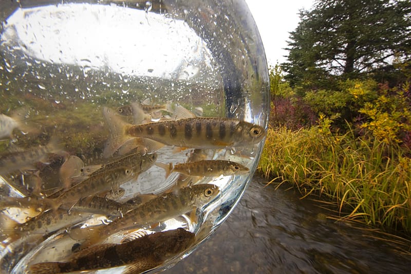 Bristol Bay, Alaska 6
